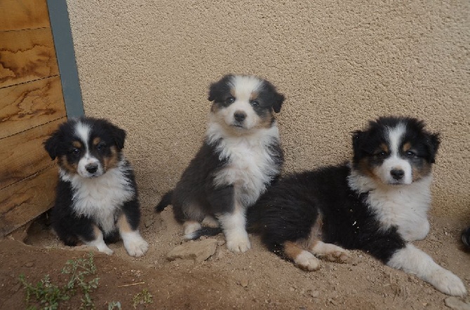 De La Pléiade Des Anges - Loki, Little Jazz et Luigi