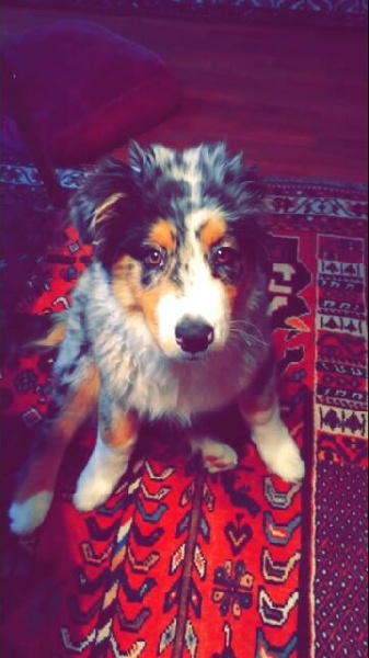 Lola De La Pléiade Des Anges