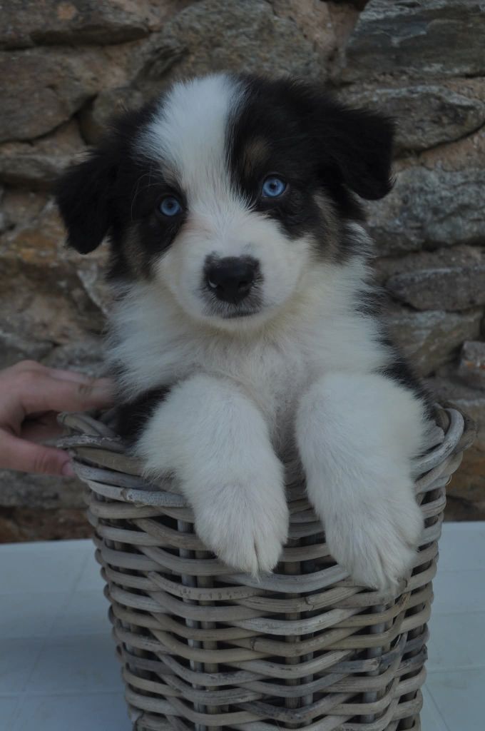 De La Pléiade Des Anges - Chiots disponibles - Berger Australien