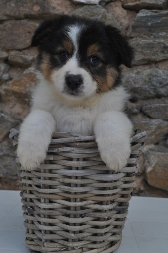 De La Pléiade Des Anges - Chiots disponibles - Berger Australien
