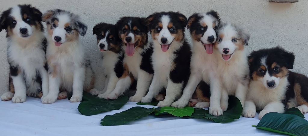 Chiot Berger Australien De La Pléiade Des Anges