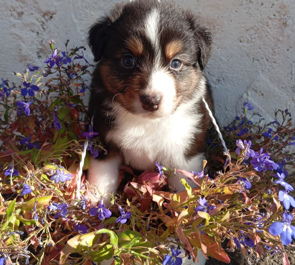 De La Pléiade Des Anges - Chiots disponibles - Berger Australien