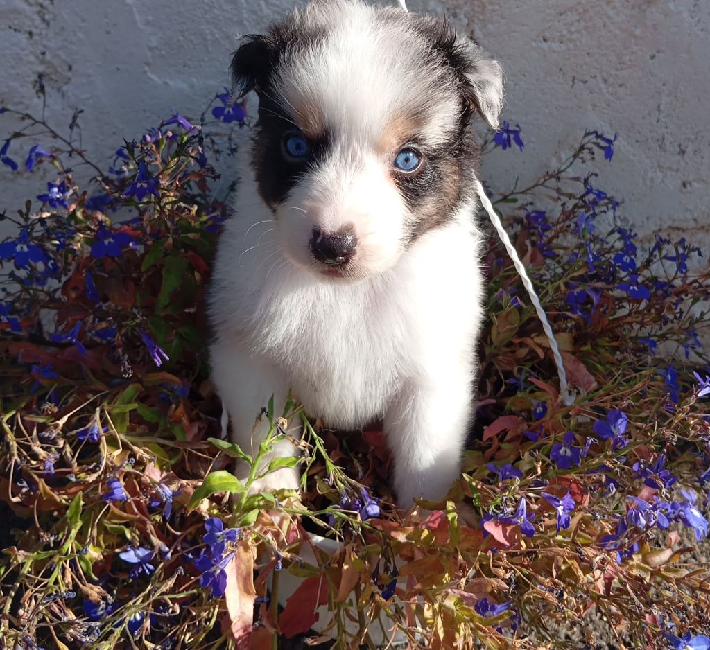 De La Pléiade Des Anges - Chiots disponibles - Berger Australien