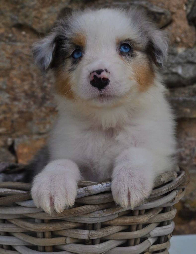 De La Pléiade Des Anges - Chiots disponibles - Berger Australien