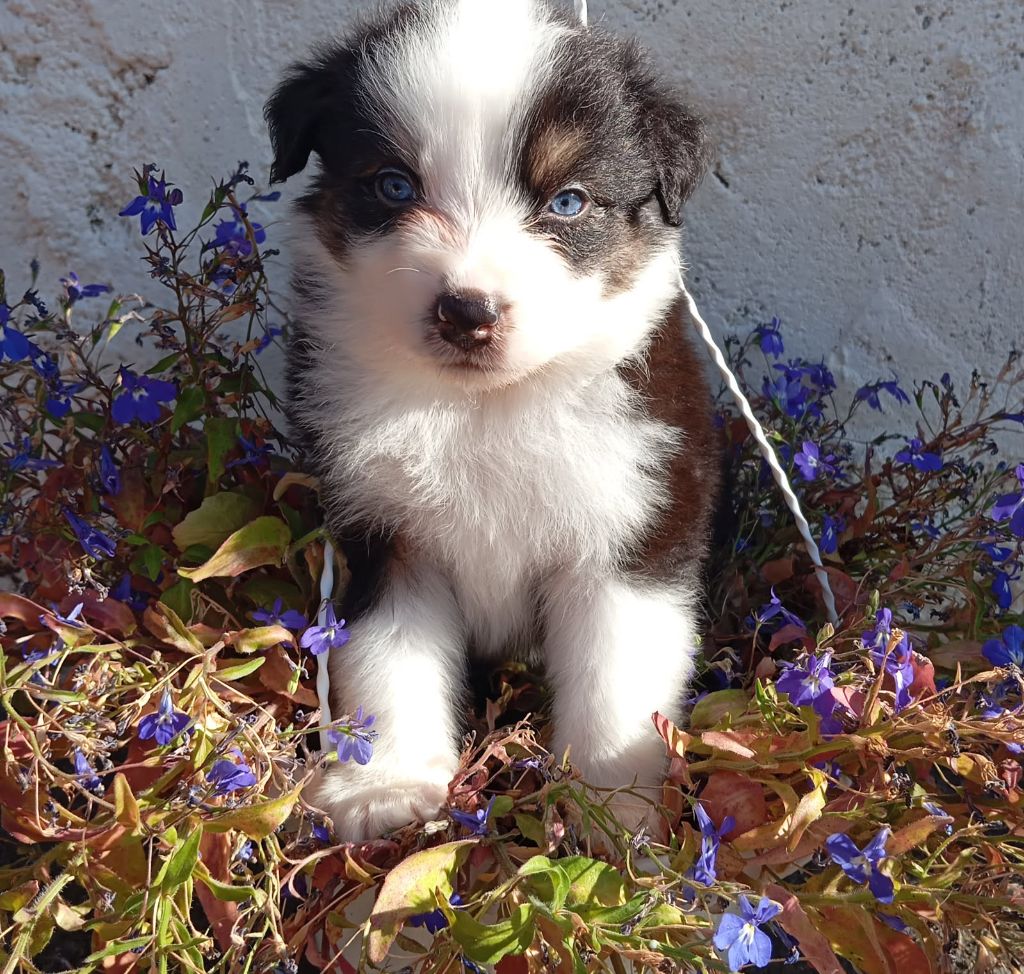 De La Pléiade Des Anges - Chiots disponibles - Berger Australien