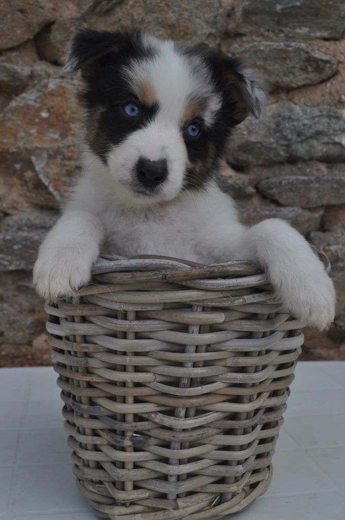 De La Pléiade Des Anges - Chiots disponibles - Berger Australien