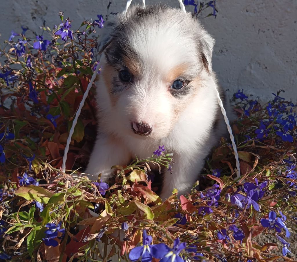De La Pléiade Des Anges - Chiots disponibles - Berger Australien