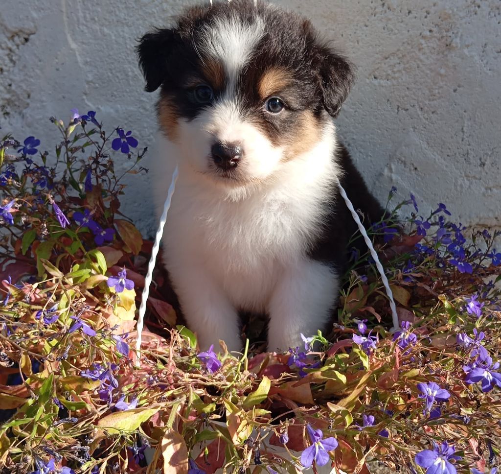 De La Pléiade Des Anges - Chiots disponibles - Berger Australien