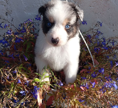 Aloha cosmo