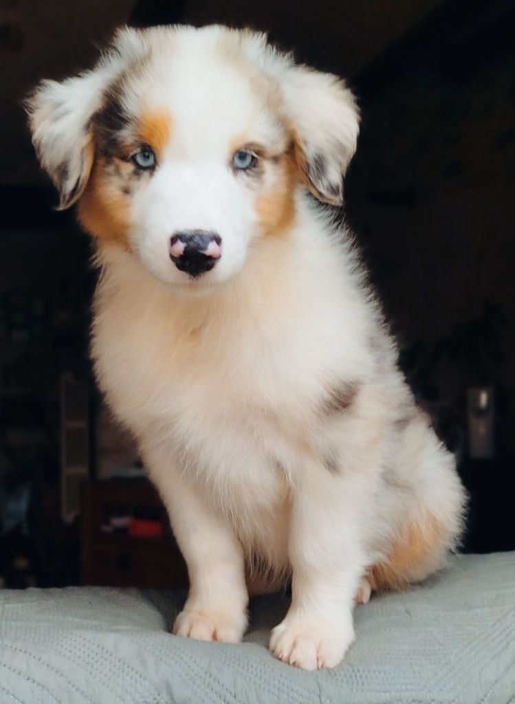 De La Pléiade Des Anges - Chiots disponibles - Berger Australien