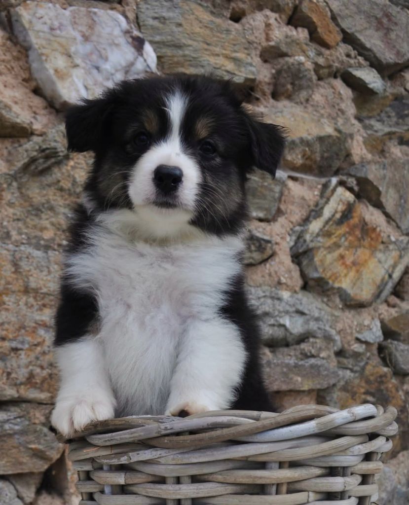 De La Pléiade Des Anges - Chiots disponibles - Berger Australien
