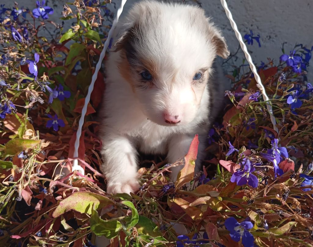 De La Pléiade Des Anges - Chiots disponibles - Berger Australien