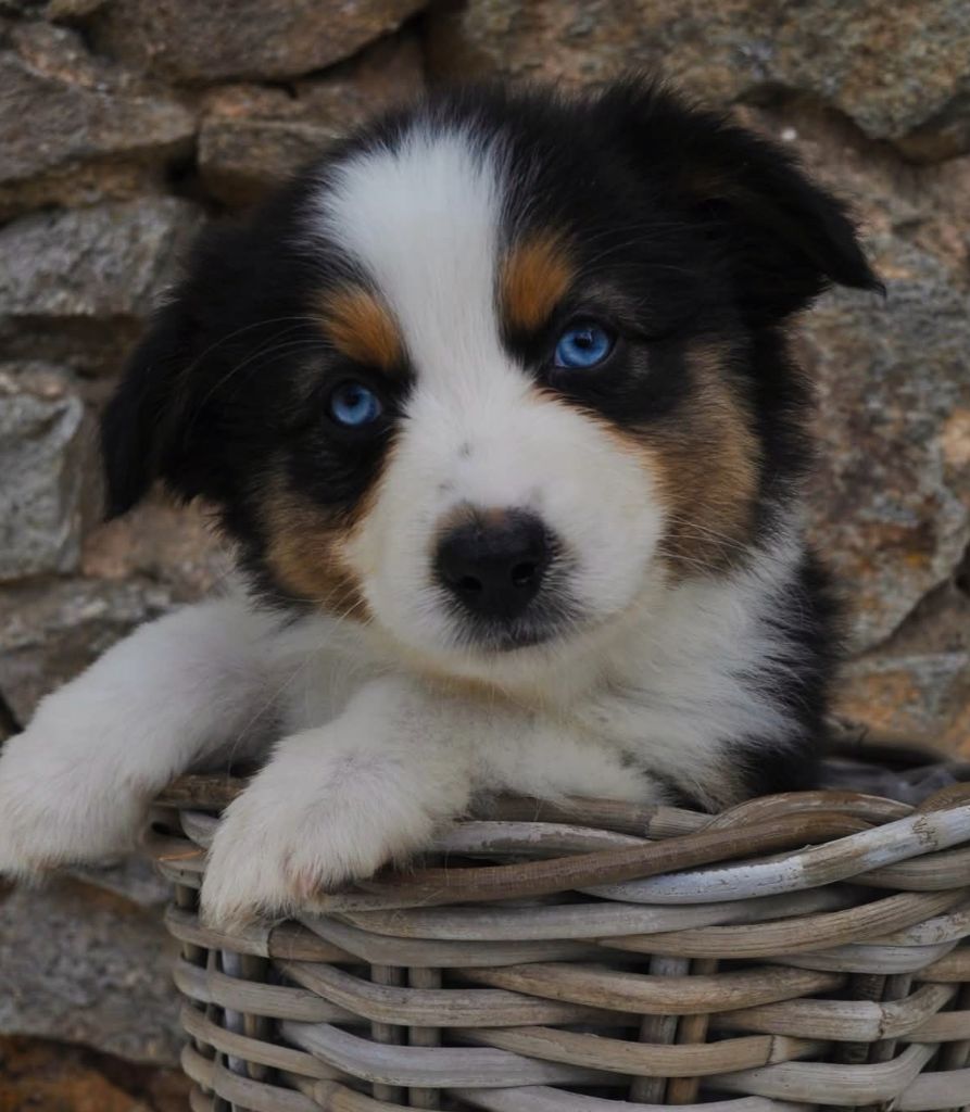 De La Pléiade Des Anges - Chiots disponibles - Berger Australien