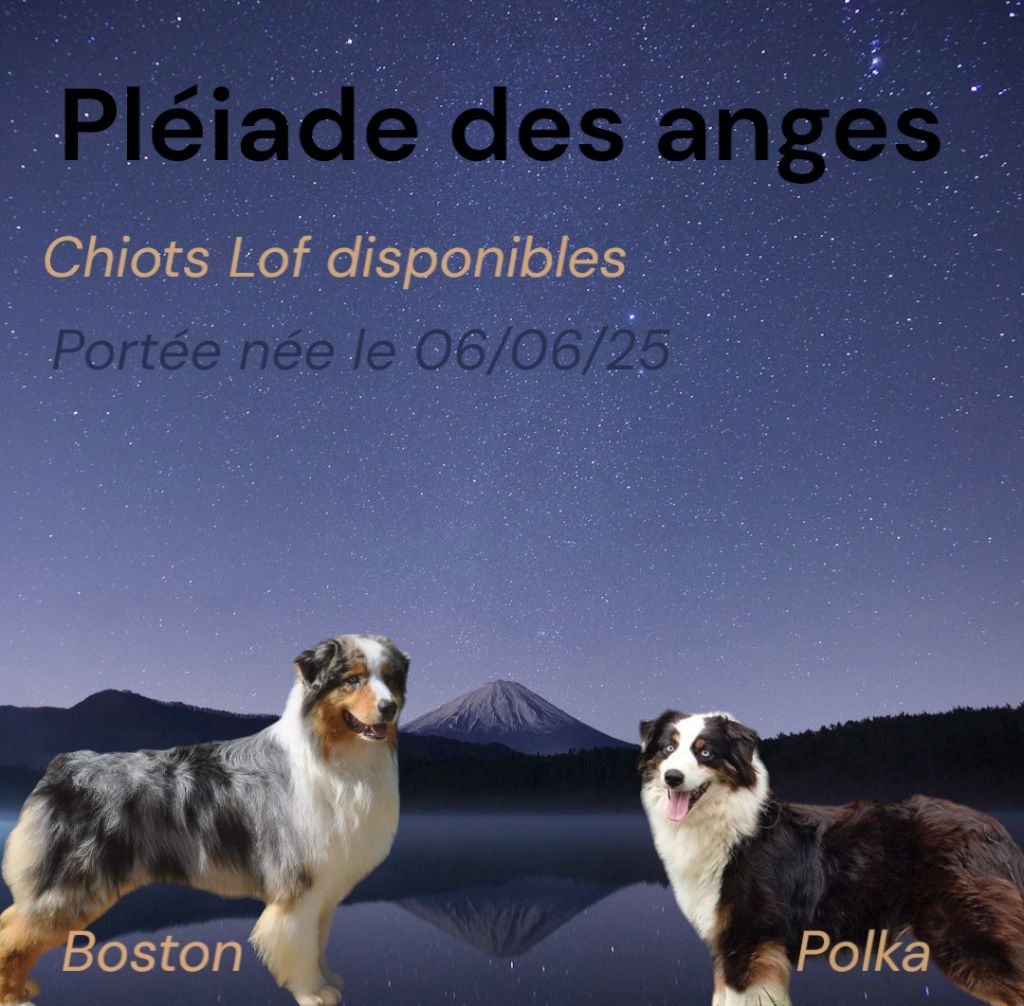 Chiot Berger Australien De La Pléiade Des Anges