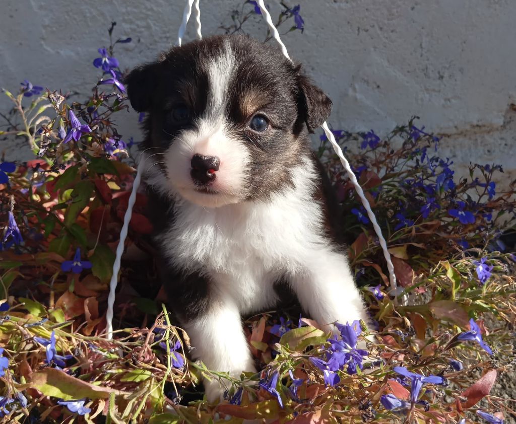 De La Pléiade Des Anges - Chiots disponibles - Berger Australien